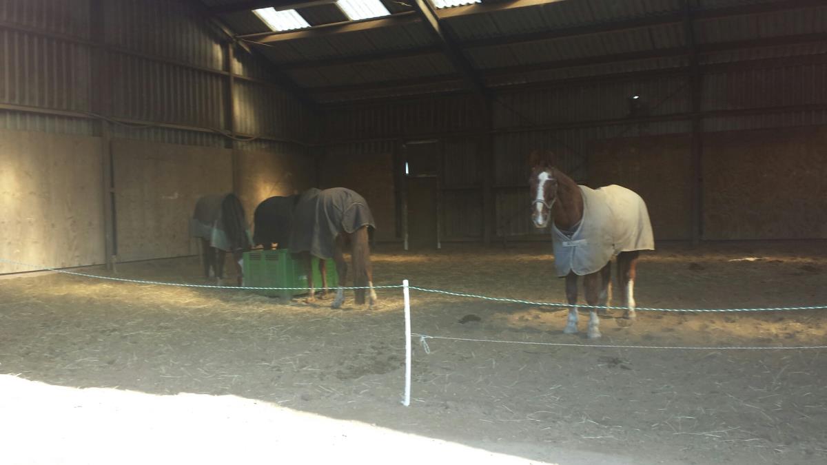 Rusthuis heeft  plek voor u oude/gebleseerde paard