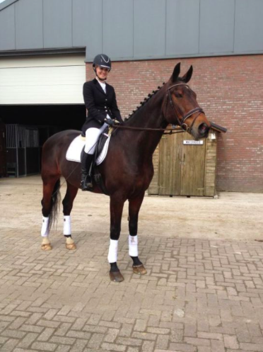 Geweldig en leerzaam paard te lease