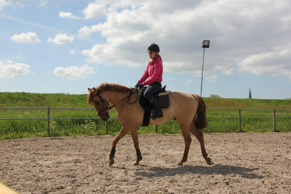 gloednieuw wintec zadel en andere toebehoren 