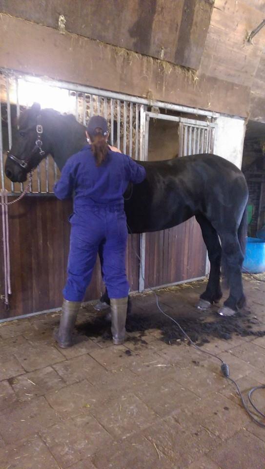 Professioneel Paardenscheerster
