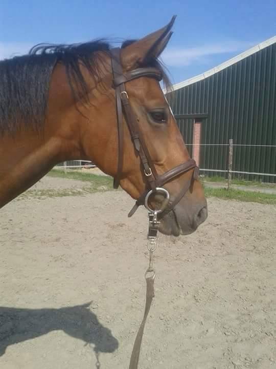 bruin hoofdstel te koop