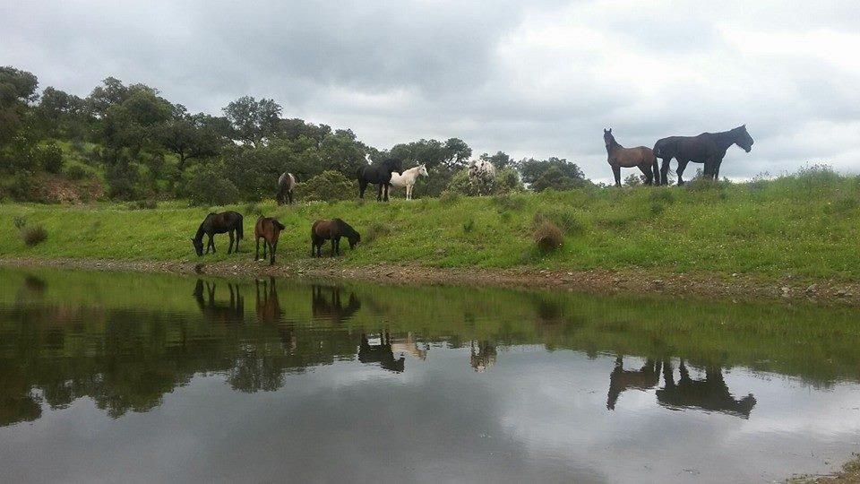 Paard op pensioen/vakantie in natuurpark in Spanje