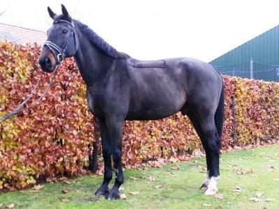 Professioneel Paardenscheerster