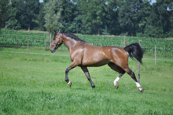 Ponykamp 2014 met je eigen pony