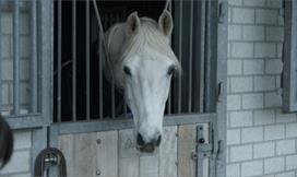 35% korting op Ruiterarrangement Human&Horse Hotel