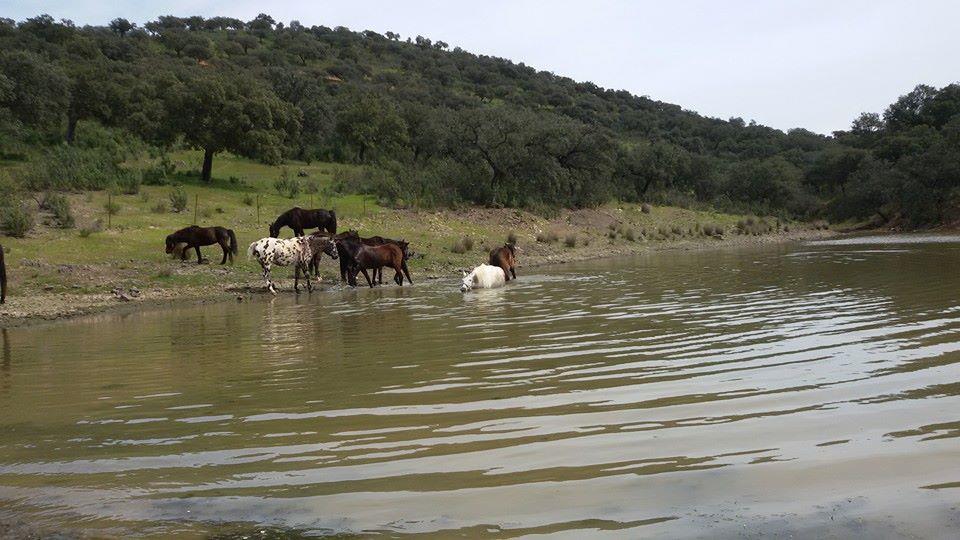 Paard op pensioen/vakantie in natuurpark in Spanje