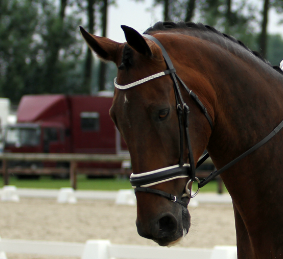 Geweldig en leerzaam paard te lease
