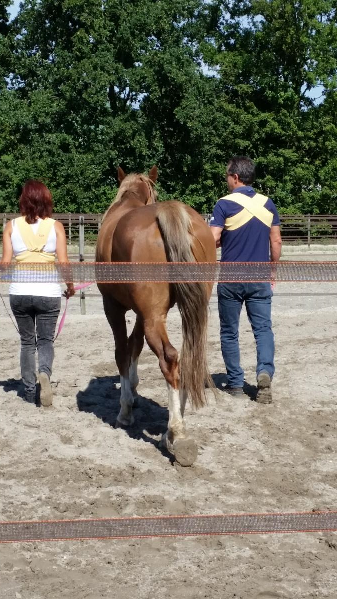  Hulp bij paarden met gedrag/ gezondheidsproblemen