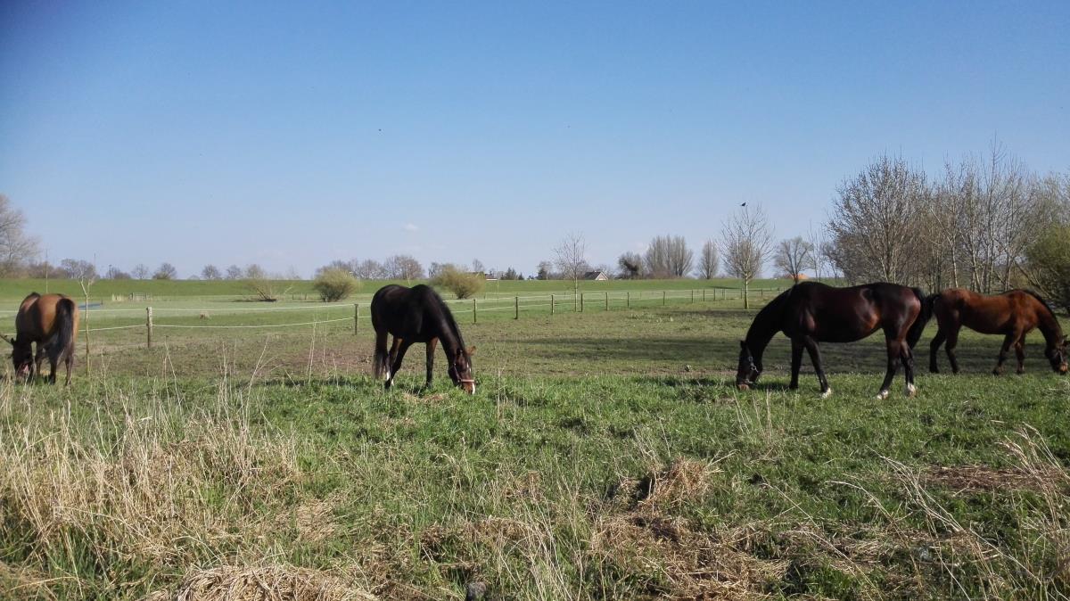 zomerweide te huur