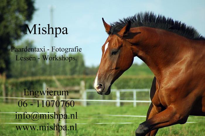 Wil je paard niet meer op de trailer?