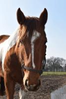 paardenhulp.be