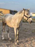 Merrie te koop