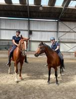 Verzorgpony/Bijrijdpony gezocht!