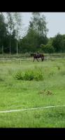 Stalling en weidegang gezocht 