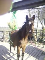 Paarden1984