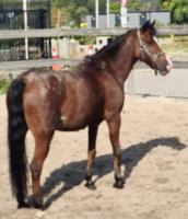 een gouden pony