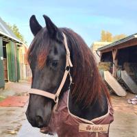 Merrie 3,5 onbeleerd 