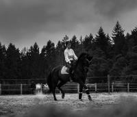  6 jarige Draver