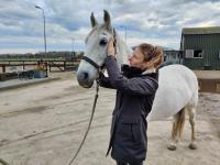 Paarden osteopaat