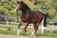 pony